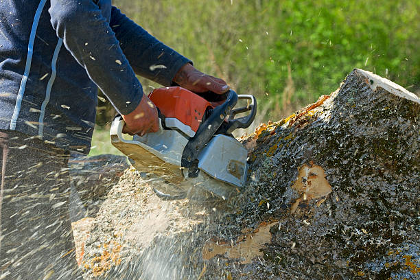 Ishpeming, MI Tree Services Company